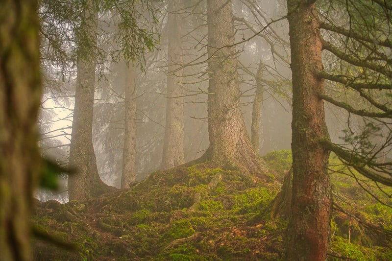 Mindfulness in Nature
